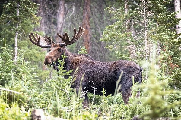 Jaynes Gallery 아티스트의 USA-Colorado-Cameron Pass Shiras male moose grazing in forest작품입니다.